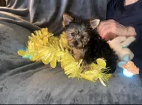 Little G, a female Yorkshire Terrier for sale in Orlando, FL – Photo 3 of 10