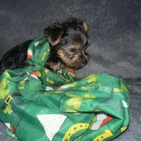 Toy G, a female Yorkshire Terrier for sale in Orlando, FL – Photo 8 of 10