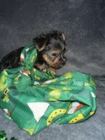 Teacup G, a female Yorkshire Terrier for sale in Orlando, FL – Photo 8 of 10