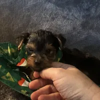 Toy G, a female Yorkshire Terrier for sale in Orlando, FL – Photo 4 of 10