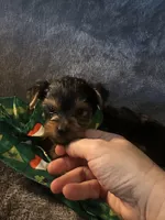 Teacup G, a female Yorkshire Terrier for sale in Orlando, FL – Photo 4 of 10