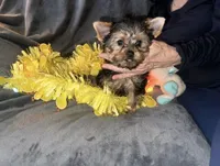 Little G, a female Yorkshire Terrier for sale in Orlando, FL – Photo 5 of 10