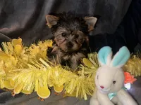 Little G, a female Yorkshire Terrier for sale in Orlando, FL – Photo 10 of 10