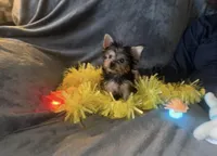 Little G, a female Yorkshire Terrier for sale in Orlando, FL – Photo 2 of 10