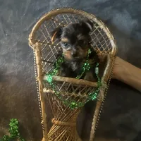 Toy G, a female Yorkshire Terrier for sale in Orlando, FL – Photo 2 of 10