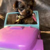 Toy G, a female Yorkshire Terrier for sale in Orlando, FL – Photo 3 of 10