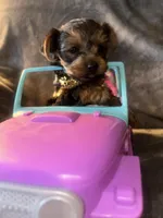 Teacup G, a female Yorkshire Terrier for sale in Orlando, FL – Photo 3 of 10