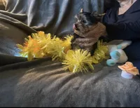 Little G, a female Yorkshire Terrier for sale in Orlando, FL – Photo 4 of 10