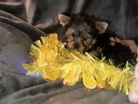 Little G, a female Yorkshire Terrier for sale in Orlando, FL – Photo 8 of 10