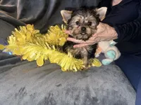Little G, a female Yorkshire Terrier for sale in Orlando, FL – Photo 6 of 10