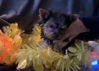 Little G, a female Yorkshire Terrier for sale in Orlando, FL – Photo 7 of 10