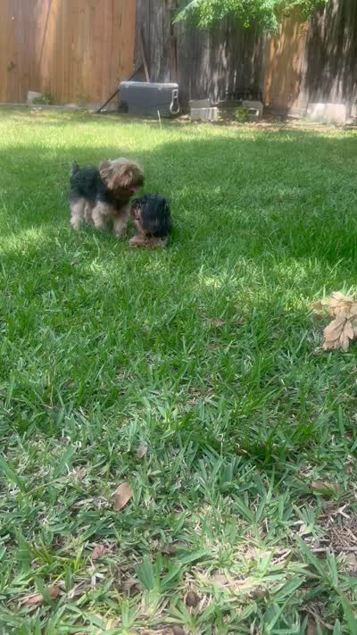 Yorkiepoo jet small, a female Yorkipoo and Poodle - Toy  for sale in Orlando, FL – 9 of 10