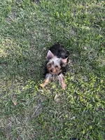 Teacup Teddy, a female Yorkshire Terrier for sale in Orlando, FL – 4 of 6