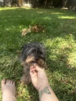 Yorkiepoo jet small, a female Yorkipoo and Poodle - Toy  for sale in Orlando, FL – 4 of 10