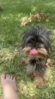 Yorkiepoo jet small, a female Yorkipoo and Poodle - Toy  for sale in Orlando, FL – 5 of 10