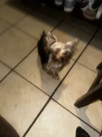 Teacup S, a female Yorkshire Terrier for sale in Orlando, FL – 6 of 10