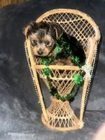 Little G , a male Yorkshire Terrier for sale in Orlando, FL – Photo 10 of 10