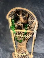 Little G , a male Yorkshire Terrier for sale in Orlando, FL – Photo 7 of 10