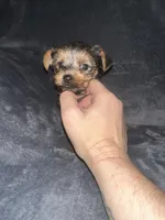 Little G , a male Yorkshire Terrier for sale in Orlando, FL – Photo 3 of 10