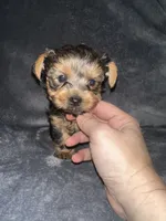 Little G , a male Yorkshire Terrier for sale in Orlando, FL – Photo 6 of 10