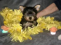 Kobe, a male Yorkshire Terrier for sale in Orlando, FL – Photo 6 of 10