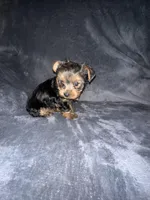 Little G , a male Yorkshire Terrier for sale in Orlando, FL – Photo 8 of 10
