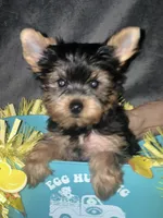 Kobe, a male Yorkshire Terrier for sale in Orlando, FL – Photo 4 of 10
