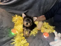 Kobe, a male Yorkshire Terrier for sale in Orlando, FL – Photo 2 of 10