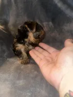 Little G , a male Yorkshire Terrier for sale in Orlando, FL – Photo 2 of 10