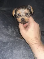 Little G , a male Yorkshire Terrier for sale in Orlando, FL – Photo 4 of 10