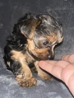 Little G , a male Yorkshire Terrier for sale in Orlando, FL – Photo 5 of 10