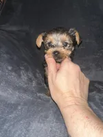 Little G , a male Yorkshire Terrier for sale in Orlando, FL – Photo 1 of 10