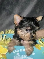Kobe, a male Yorkshire Terrier for sale in Orlando, FL – Photo 8 of 10