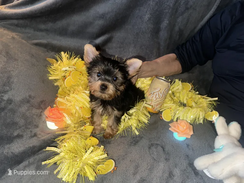 Kobe – Yorkshire Terrier puppy for sale in Orlando, FL