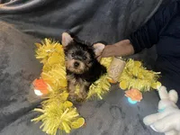 Kobe, a male Yorkshire Terrier for sale in Orlando, FL – Photo 1 of 10