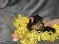 Kobe, a male Yorkshire Terrier for sale in Orlando, FL – Photo 10 of 10