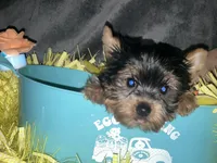 Kobe, a male Yorkshire Terrier for sale in Orlando, FL – Photo 7 of 10