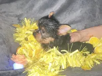 Kobe, a male Yorkshire Terrier for sale in Orlando, FL – Photo 9 of 10