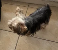 Teacup S, a female Yorkshire Terrier for sale in Orlando, FL – 2 of 10
