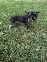Jet yorkie, a female Yorkshire Terrier for sale in Orlando, FL – 7 of 10
