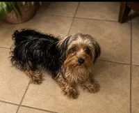 Cali , a female Yorkshire Terrier for sale in Orlando, FL – 2 of 6