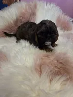 processed/716debcb-1658-4166-83e7-dc9d97a1ca74/listing/09a1a050-478f-4e63-a11c-cbe472ed375e/9dcf9e59-1ae5-4f6d-a439-aeb271d8ac47