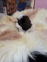 processed/716debcb-1658-4166-83e7-dc9d97a1ca74/listing/9947c4ae-51c9-4edc-9a69-fcf4b25c1042/75f53d41-9aa9-4f8b-928b-1d592ab5ae92