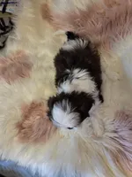 processed/716debcb-1658-4166-83e7-dc9d97a1ca74/listing/9947c4ae-51c9-4edc-9a69-fcf4b25c1042/7ece963f-6e20-4035-8879-4bb7357f6e5b