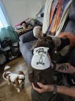 BARF reduced price, a male Shih Tzu for sale in Des Moines, IA – Photo 4 of 10