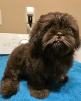 BARF reduced price, a male Shih Tzu for sale in Des Moines, IA – Photo 6 of 10