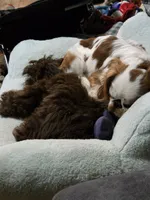 BARF reduced price, a male Shih Tzu for sale in Des Moines, IA – Photo 9 of 10