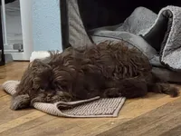 BARF reduced price, a male Shih Tzu for sale in Des Moines, IA – Photo 1 of 10