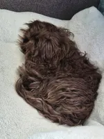 BARF reduced price, a male Shih Tzu for sale in Des Moines, IA – Photo 2 of 10