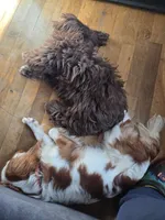 BARF reduced price, a male Shih Tzu for sale in Des Moines, IA – Photo 5 of 10